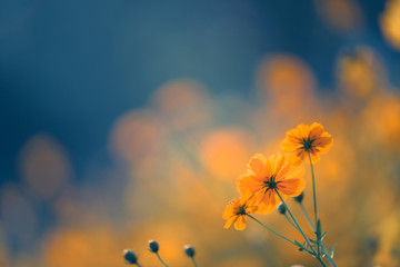 去年武大录取分数线/去年武大录取分数线是多少